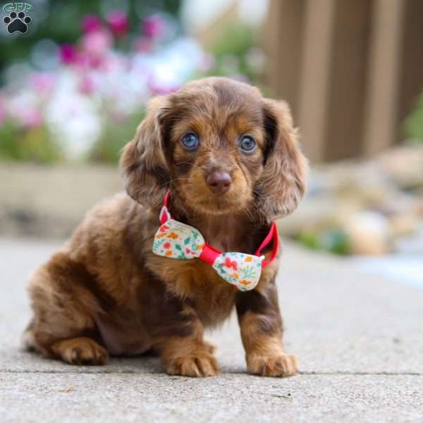 Mosaic, Dachshund Puppy